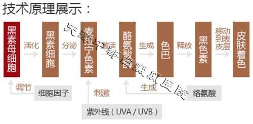 黑色素生成過程